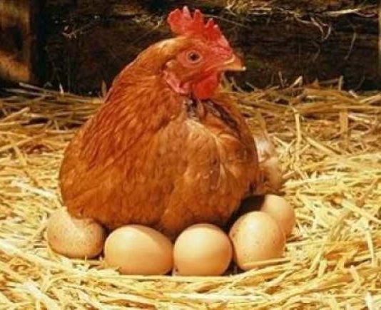 Tarım ve Orman Bakanlığı Yumurta Tavukçuluğu Konusunda Bilgilendirdi